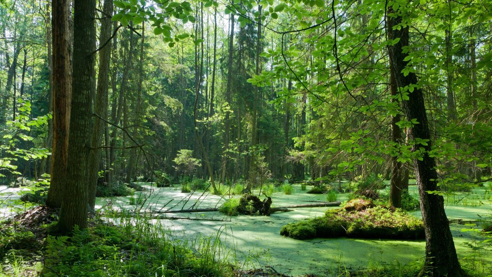 Беловежская пуща