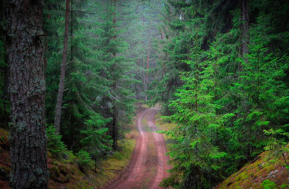 Природа лес Беларусь