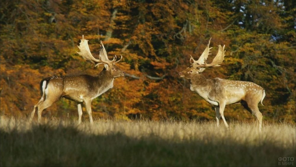 Буклет Беловежская пуща