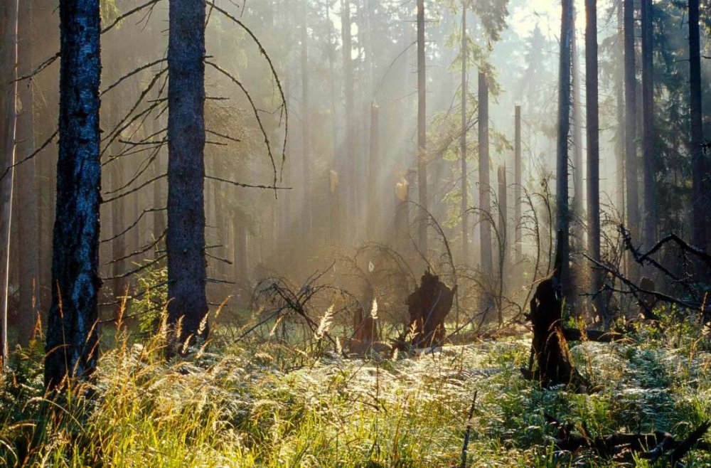 Беловежская пуща зубры заповедник