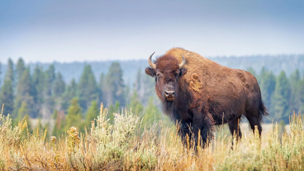 Природа лес Беларусь