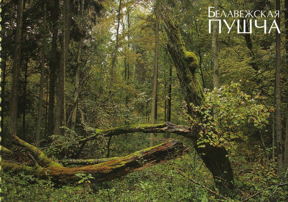 Беловежская пуща бизоны