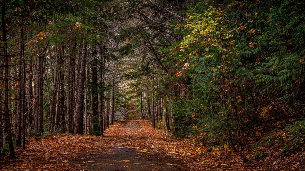 Осень в лесу