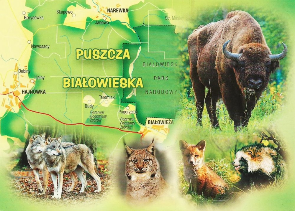 Зубры в Беловежской пуще