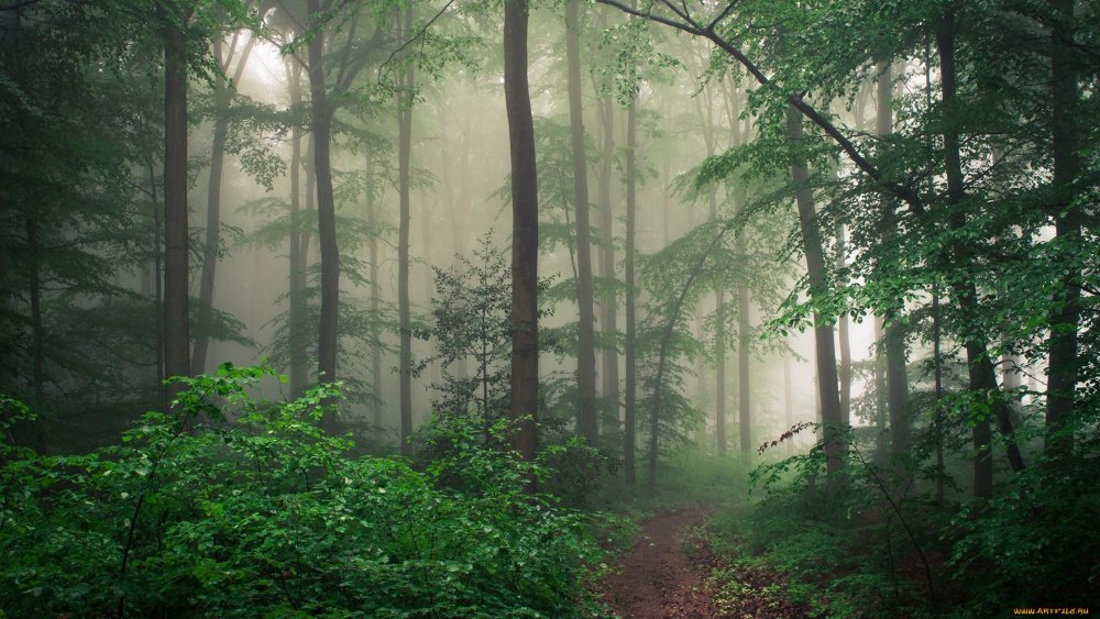 Набор открыток Беловежская пуща