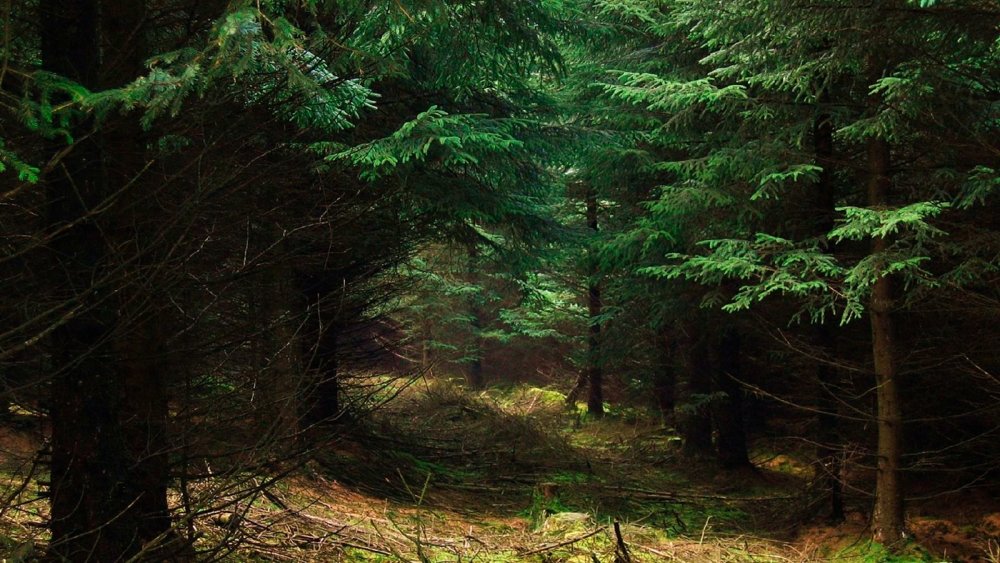 Беловежская пуща реликтовые деревья