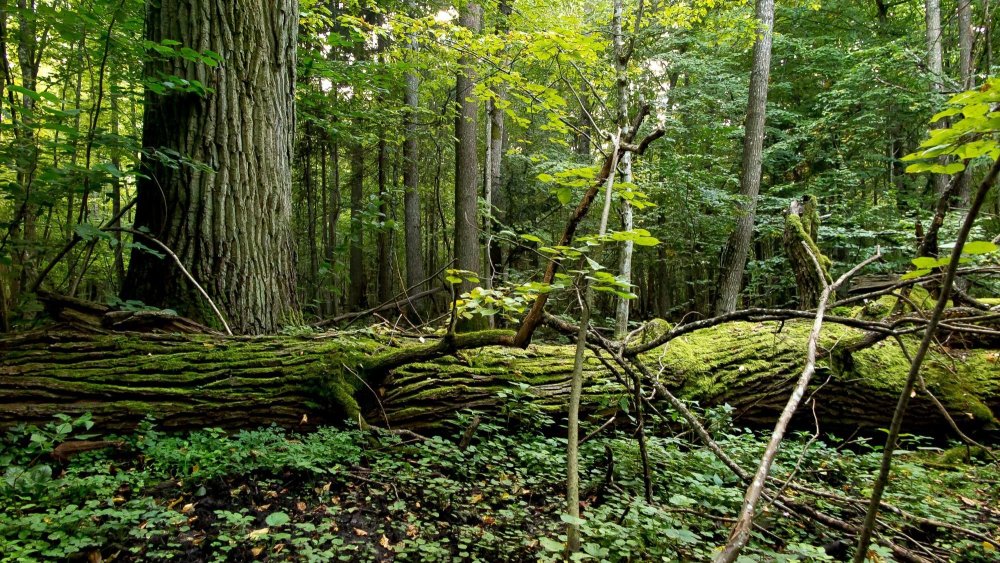 Беловежская пуща Лось