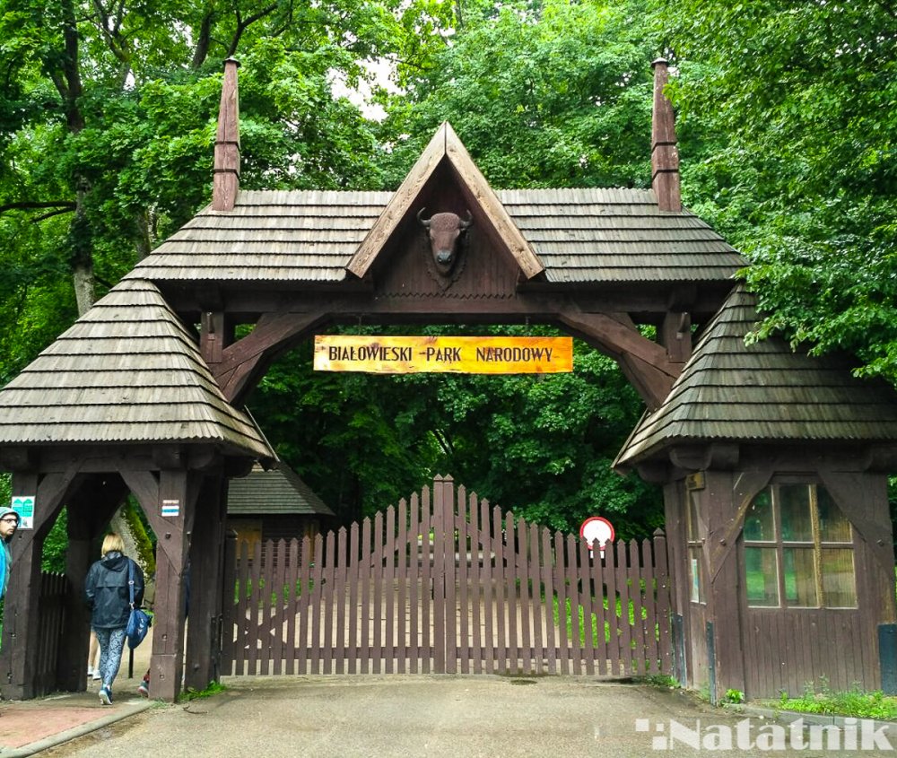 Беловежская пуща лес болота