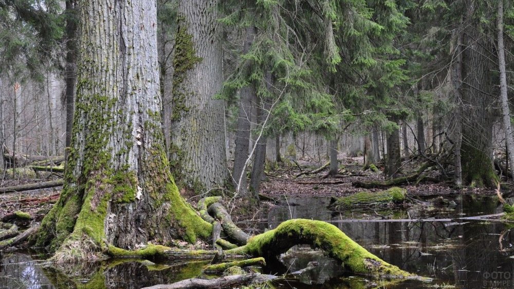 Природа и животные