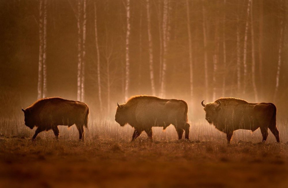 Беловежская пуща растительный мир