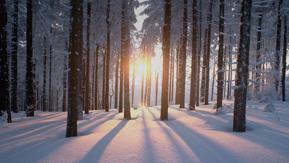 Беловежская пуща озеро
