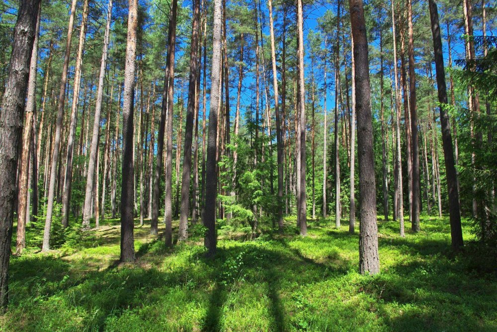 Беловежская пуща панорама