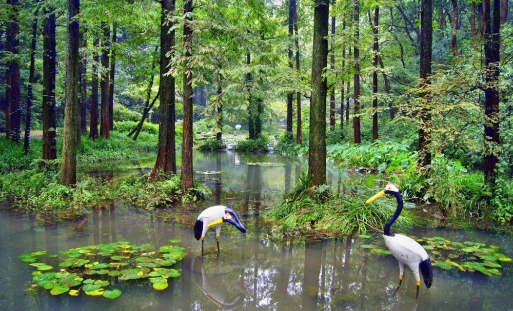 Беловежская пуща заповедник деревья
