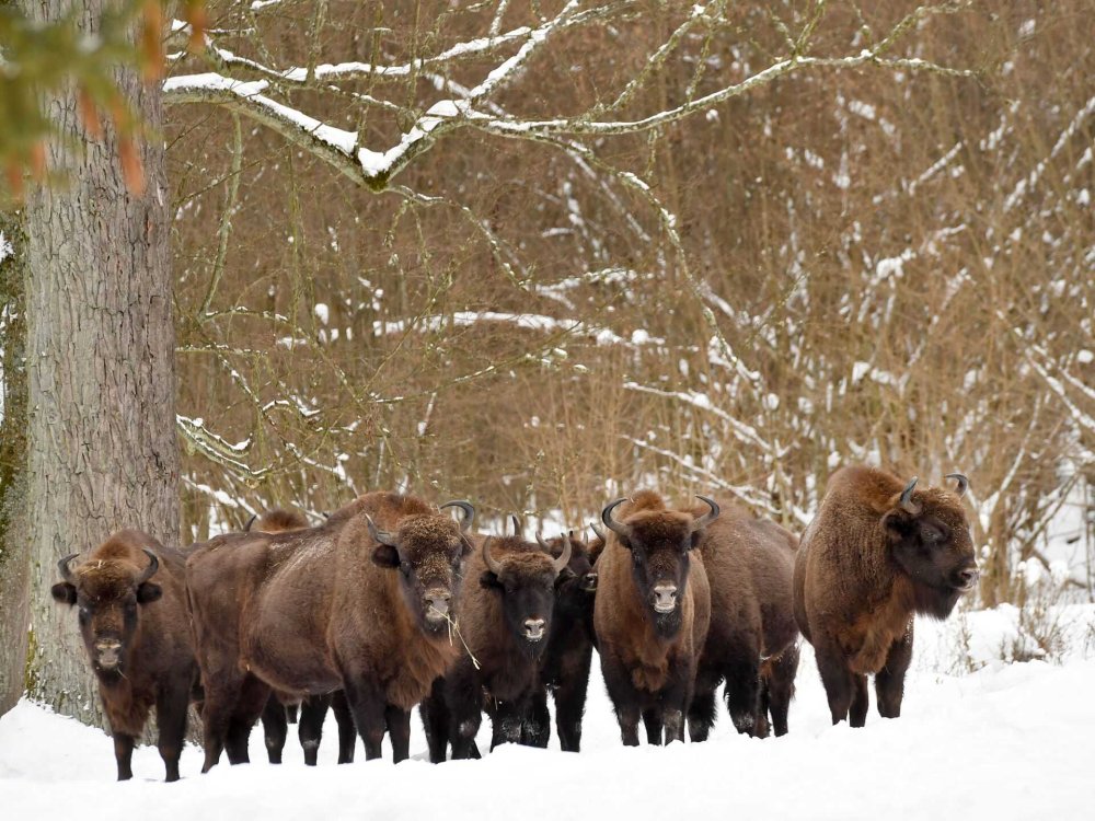 Красивый лес