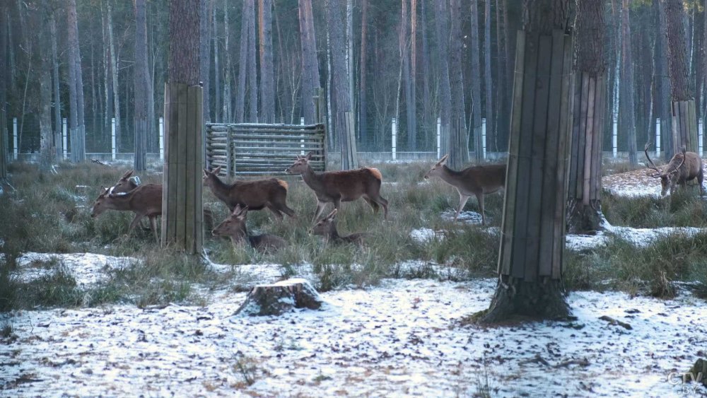 Пейзаж ландшафт Беловежской пуще