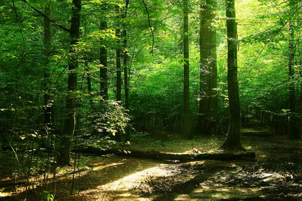 Беловежская пуща