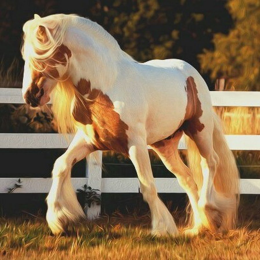 Владимирский тяжеловоз Пегий
