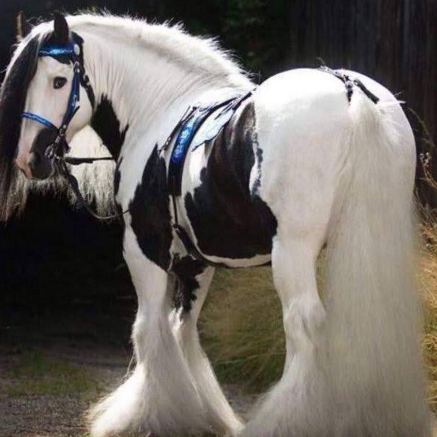 Лошадь Шайр с длинной гривой