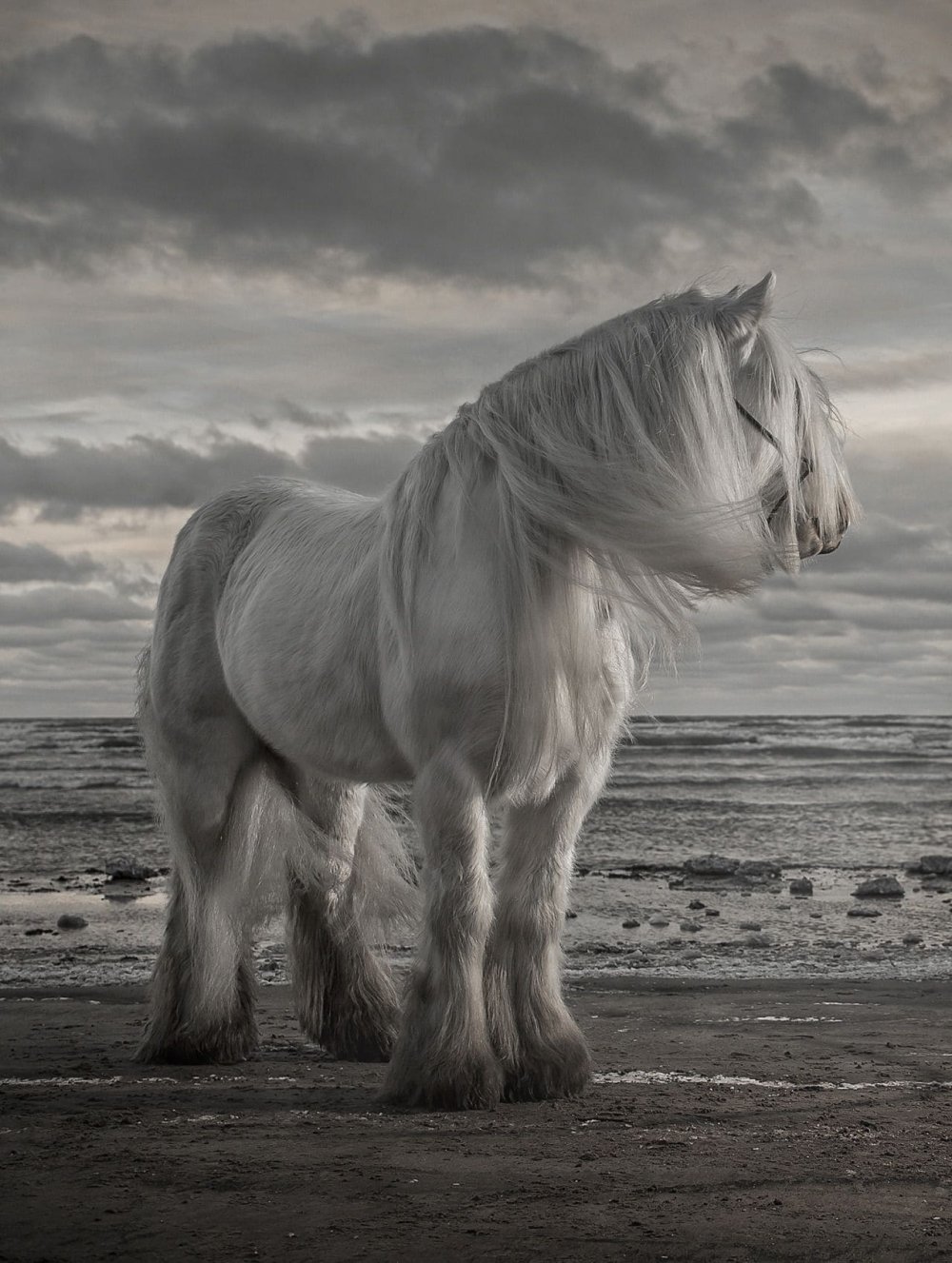 Порода лошадей цыганская упряжная усы