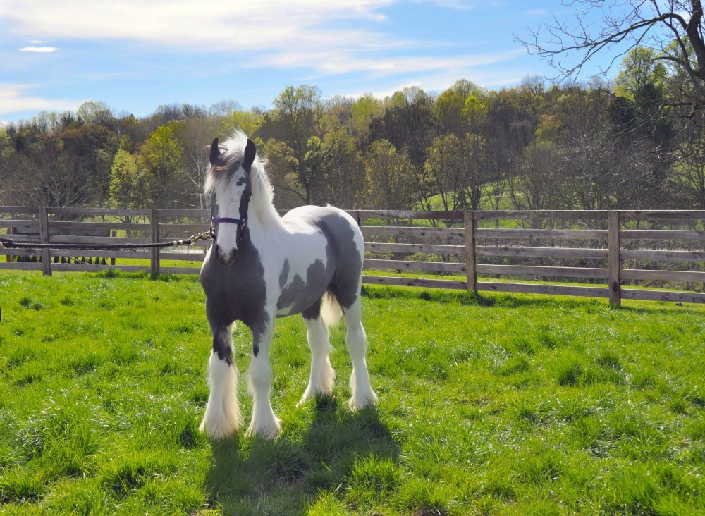 Цыганская упряжная лошадь