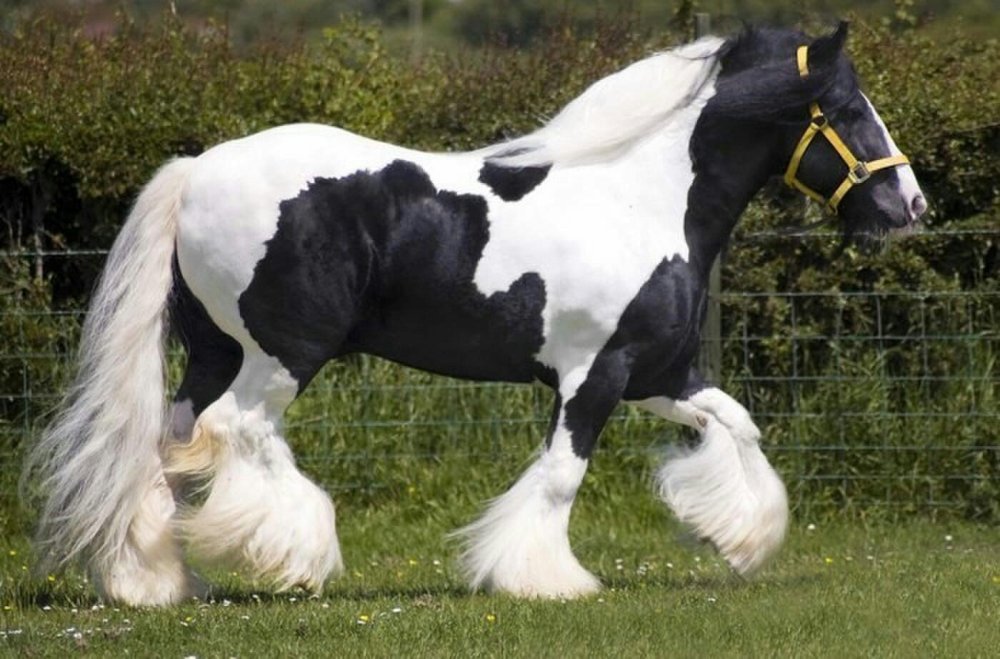Клейдесдаль лошадь черная