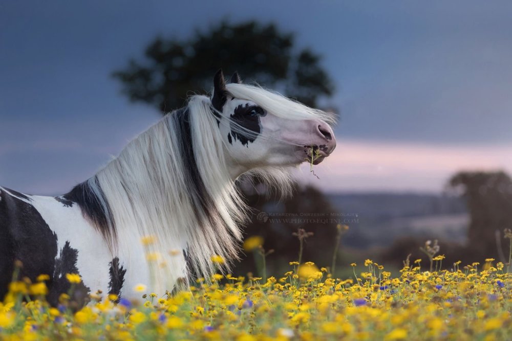 Лошадь породы Гипси Ваннер