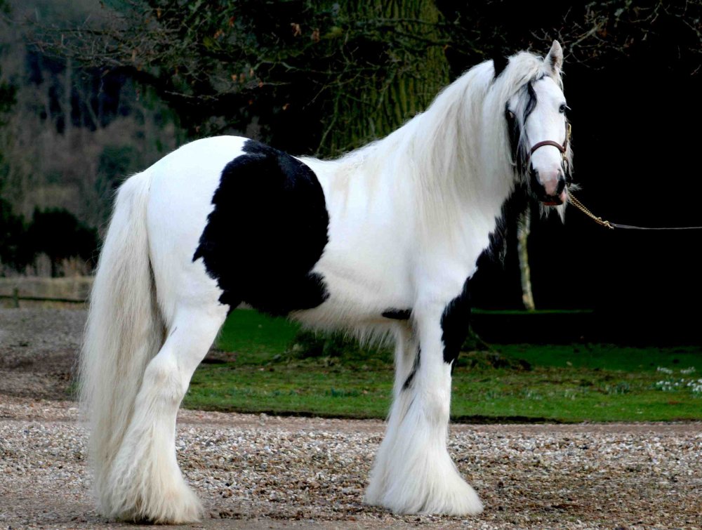 Шайр тяжеловоз вороной