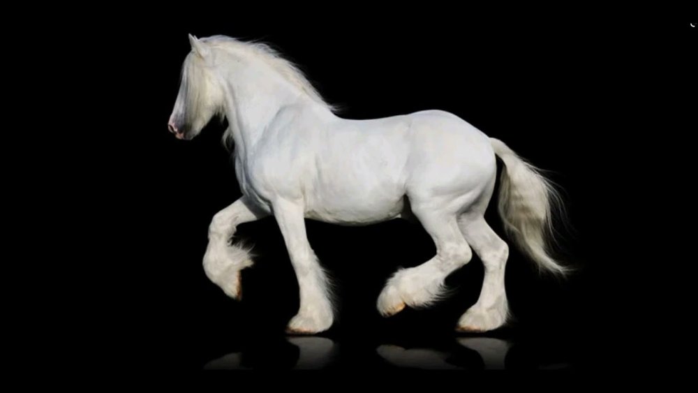 Белый Шайр лошадь