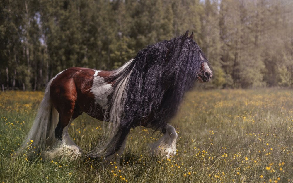 Андалузская лошадь белоснежная