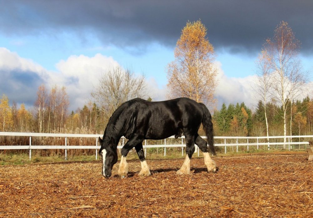 Тяжеловоз на белом фоне