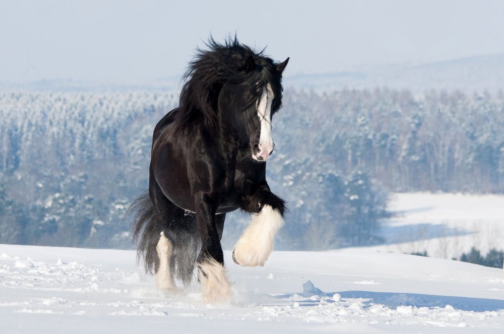 Джипси Ваннер