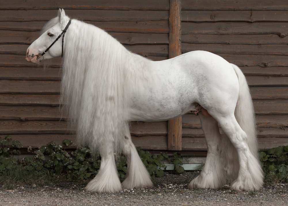 Лошадь Паломино альбинос