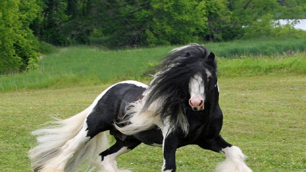 Цыганская упряжная лошадь