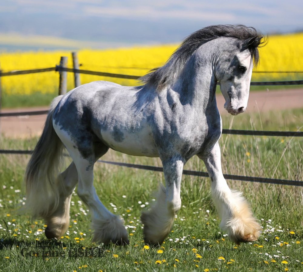 Лошадь породы Ваннер