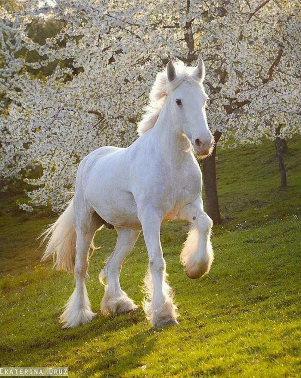 Клейдесдаль вороной