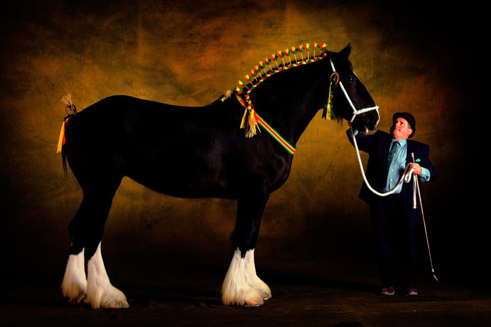 Бельгийский тяжеловоз Самсон