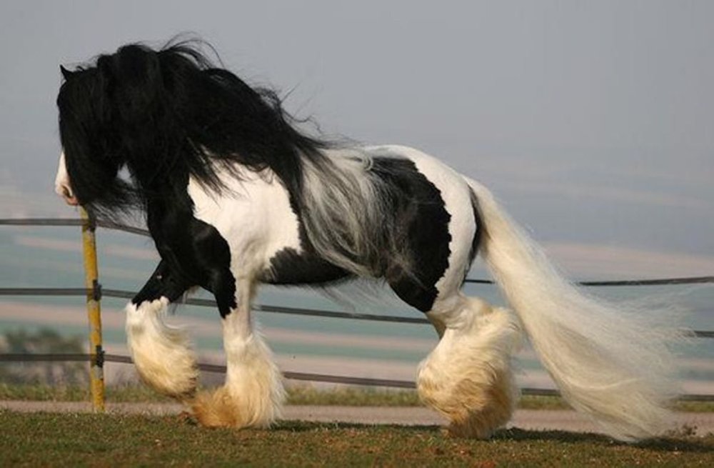 Картинки на рабочий стол лошади