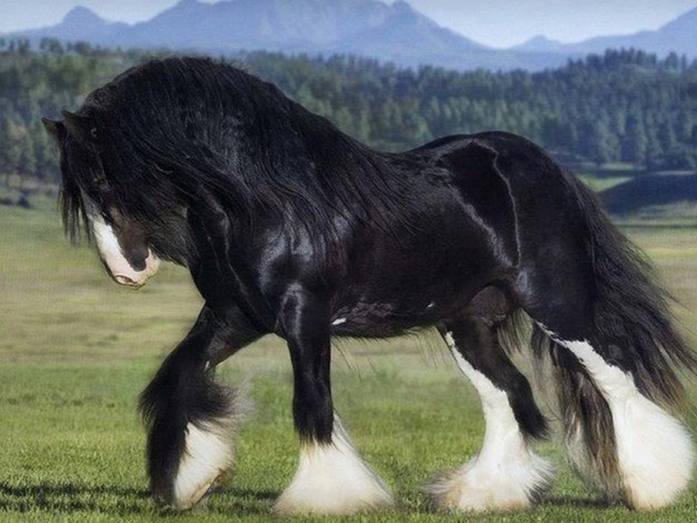 Красивые лошади