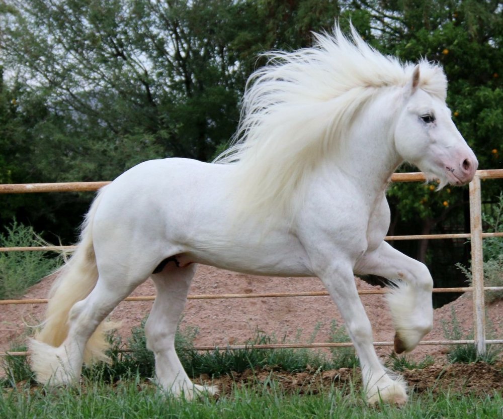 Лошади породы Тинкер