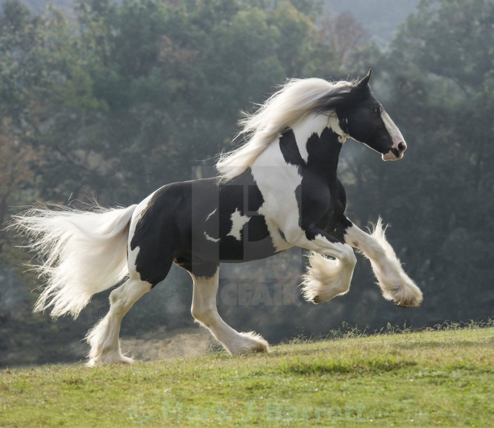 Лошади тяжеловозы породы Тинкер