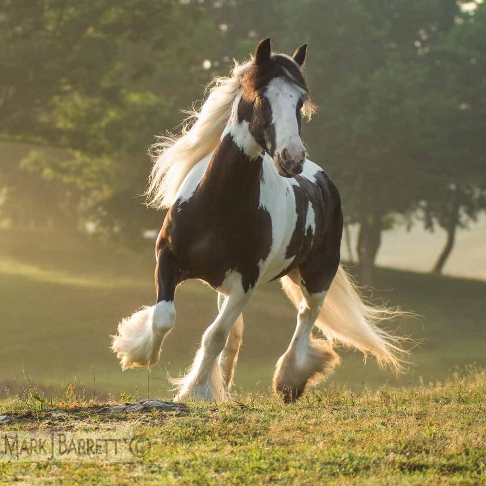 Порода лошадей Цыганский Ваннер