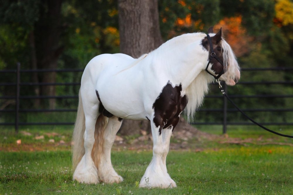 Лошадь породы Gypsy Vanner