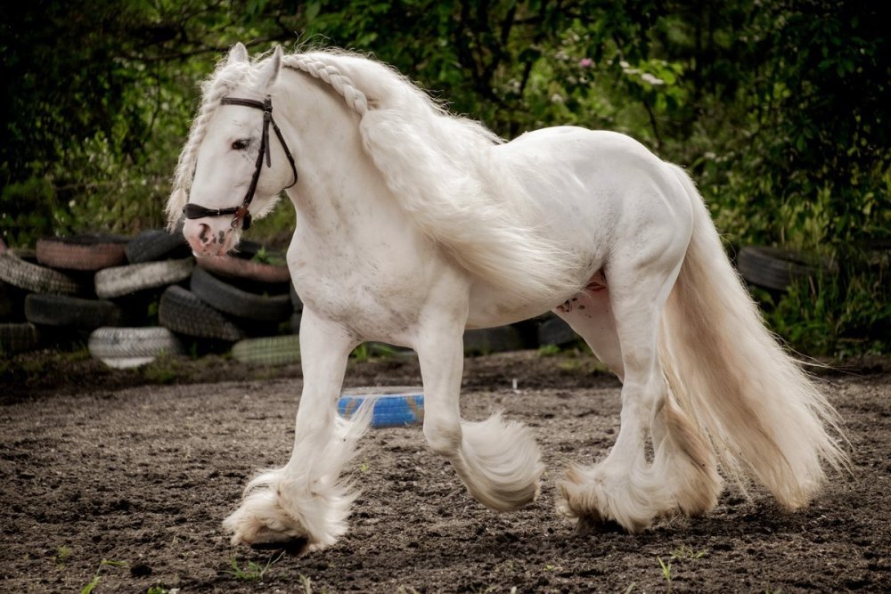 Кони черный и белый