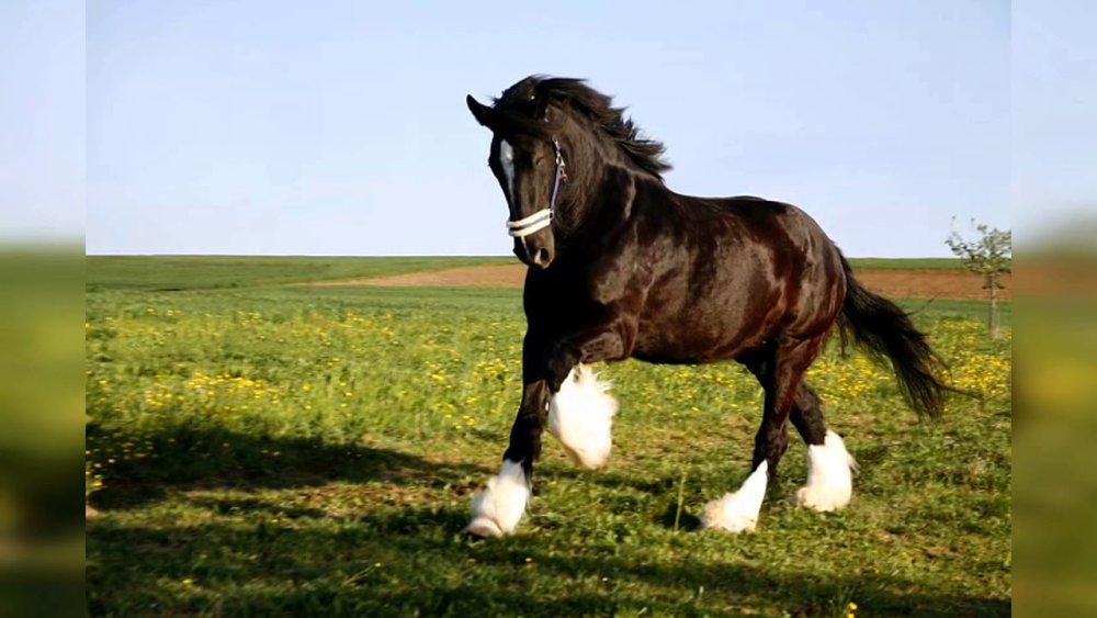 Лошадь породы цыганская упряжная