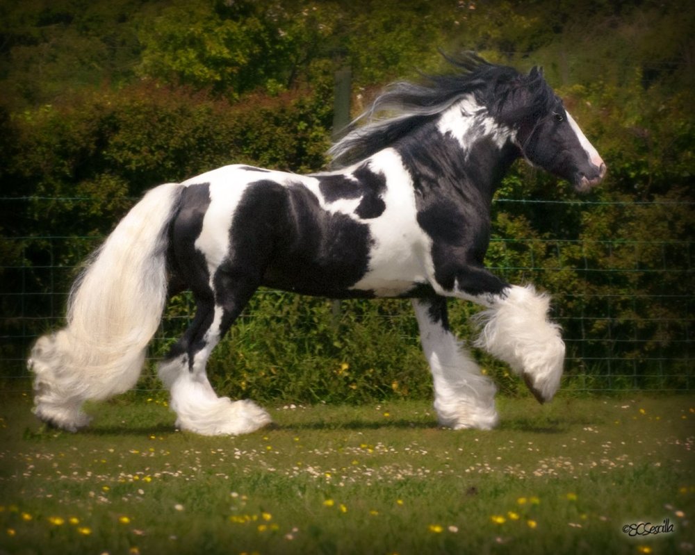 Шайр Голиаф лошадь