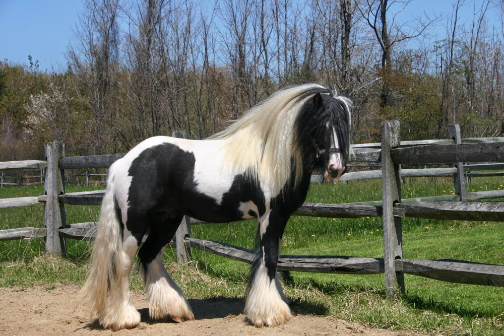 Цыганский Ваннер лошадь