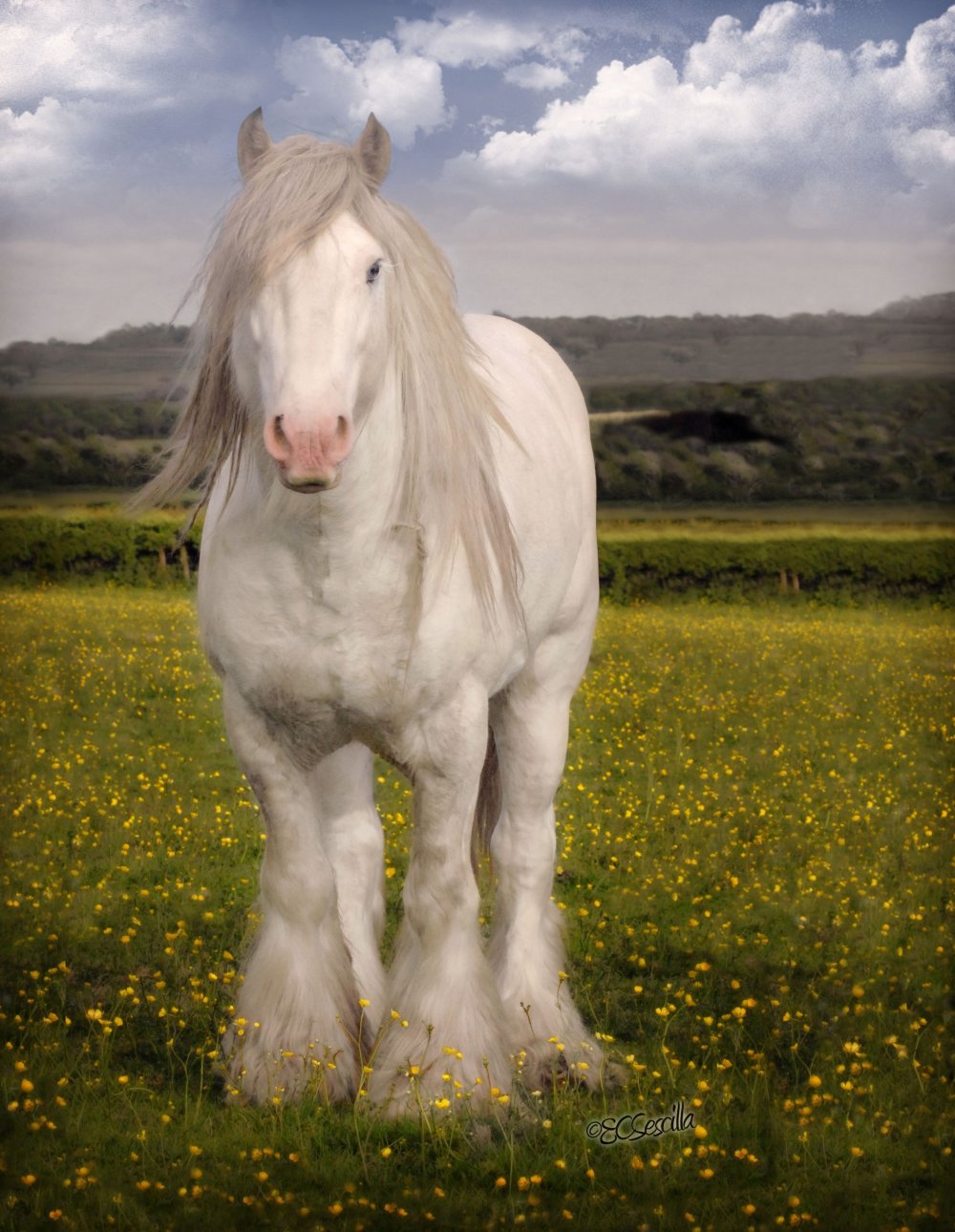 Ирландский КОБ лошадь