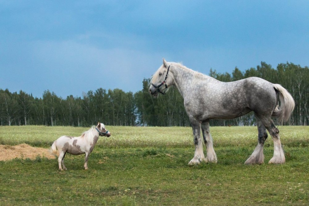 Цыганская упряжная лошадь Тинкер