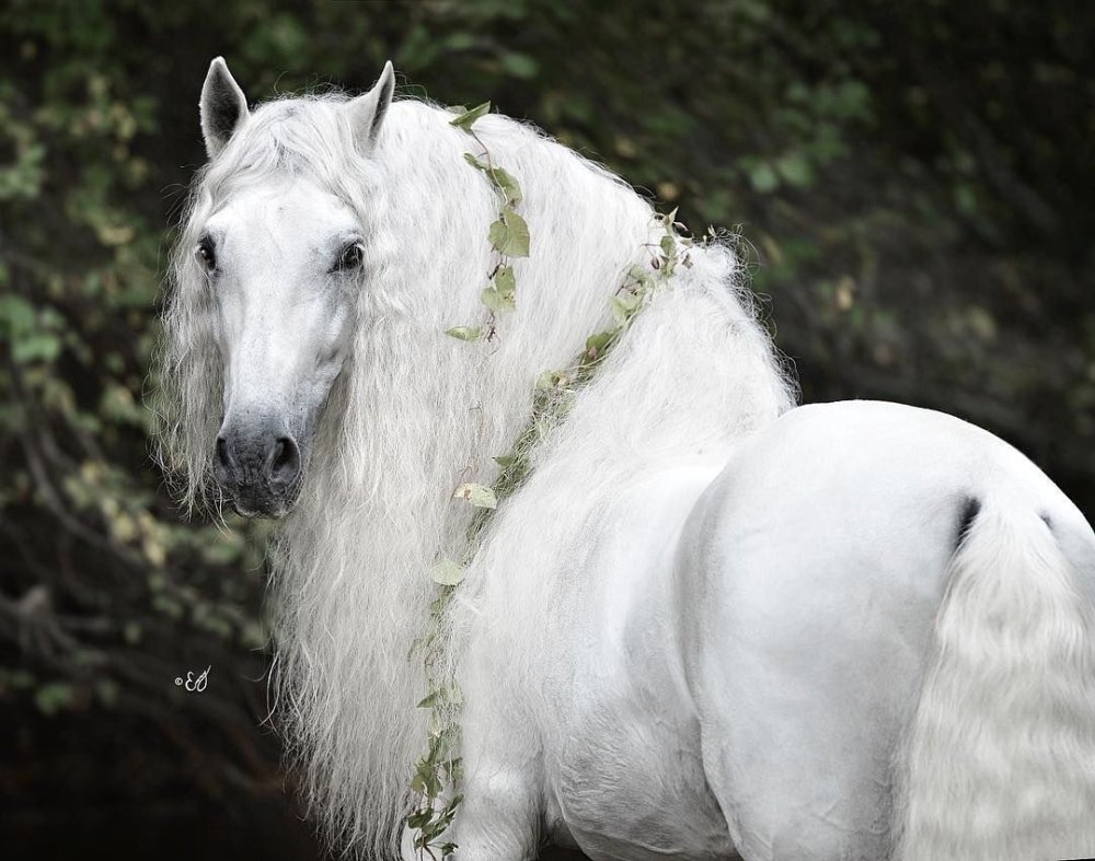 Буланая Пинто лошадь