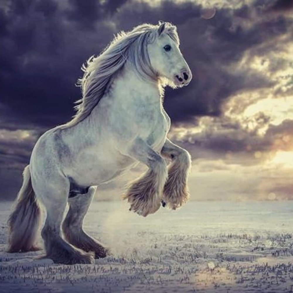 Шайр принц Вильям